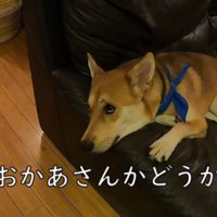 パック中のお母さんを見たワンジローくん7
