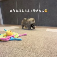 やんちゃ盛りだけど…