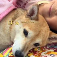 柴犬と添い寝する女の子2