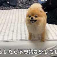 何かを訴えるむぎちゃん8