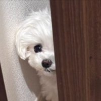 開ける