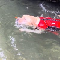 川の中へ飛び込んだ犬