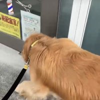 床屋の前を通る犬