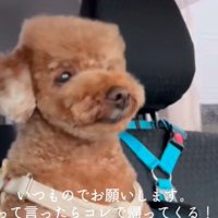 なにやら不思議なヘスタイル…？