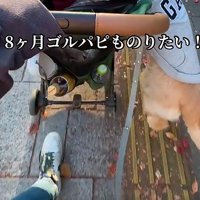 トイプードルをカートで散歩中…