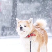 かなり雪が降っていますが…