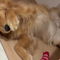 前足で顔を洗う！