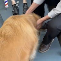 犬を歓迎する床屋さん
