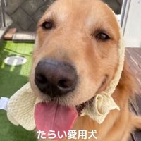ドアップのベイリーちゃん