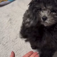 顔の横まで手を上げる犬