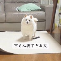 甘えん坊なベラちゃん