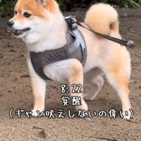 お散歩は大好き！！