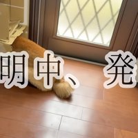 ダンボールの中に頭を入れる犬