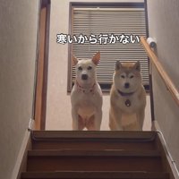 お迎えを拒否する姉妹犬