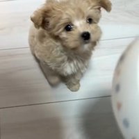 おすわりするきびちゃん