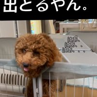 屋根から顔を突き出す犬
