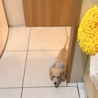 キッチンにやってくる子犬