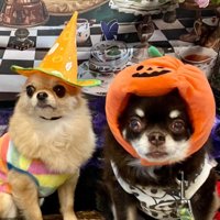 イベントも楽しむよ