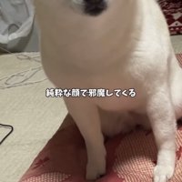 お座りしてじっと見つめる犬