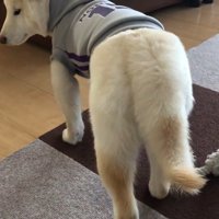 しっぽもしょんぼり…