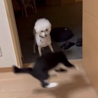 やんのかステップ3