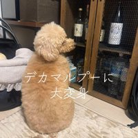 飼い主に背中を向けて座る犬