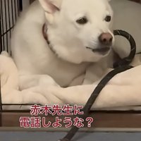 口を閉じかける犬
