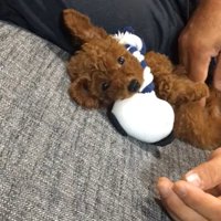 ムギちゃんをなでるパパ