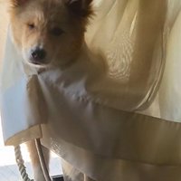 またカーテンに捕らわれている！？