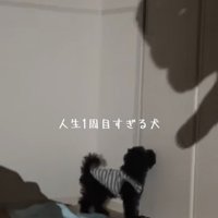 影に噛みつこうとする犬