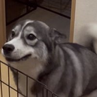 尻尾を振り耳をペタンとする犬