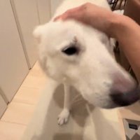 女性に頭を撫でてもらう犬