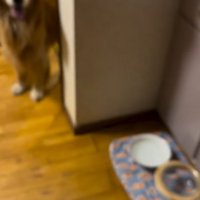 投稿主を見つめている大型犬