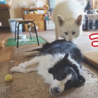 ラッキーちゃんを預かった時のBJ くん3