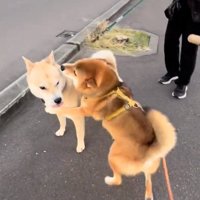 ハグするぽんたくん