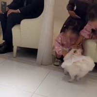 もう一度挨拶に戻る犬