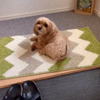 尻尾を振るニコちゃん