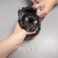 注射も頑張ります！