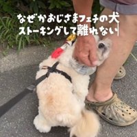 男性の足にもたれかかる犬