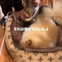 お散歩が嫌で隠れるワンコ6