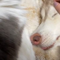 シャンテちゃん＆バロンちゃん4