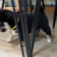 よちよち歩きで冒険中