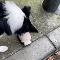 手袋に近づくワンコ