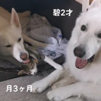 姫ちゃんは毛づくろい