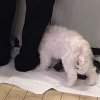 おばあちゃんの足に体を押しつける犬