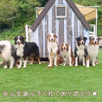 横一列に並んで写真撮影をするたくさんの犬