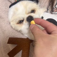 ぽてと君の瞬発力3