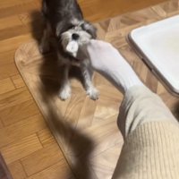 靴下をくわえる犬