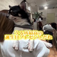 抱っこされる犬