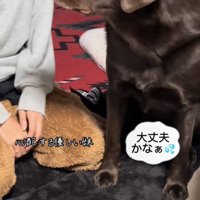 女性の横に座り顔を見つめるラブラドール